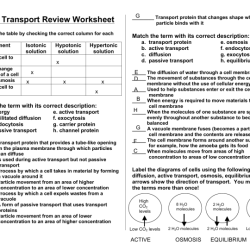 Cell transport escape room answers