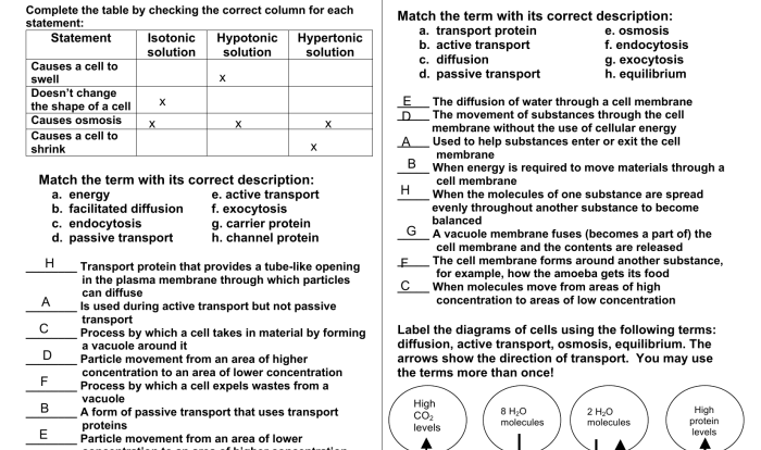 Cell transport escape room answers