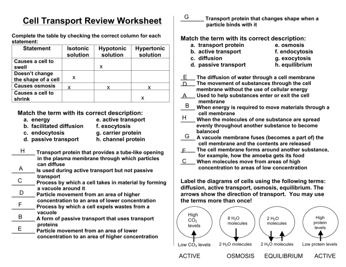 Cell transport escape room answers