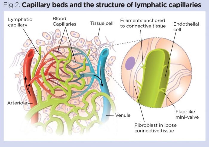 Label the capillary and lymphatic bed