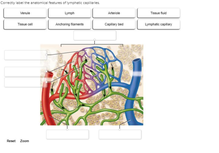 Label the capillary and lymphatic bed