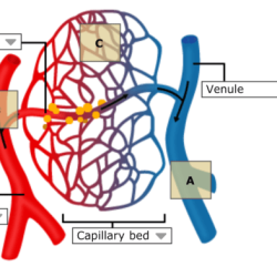 Blood vessels tunica layers structure artery membrane anatomy vessel endothelium arteries capillary vein layer intima externa basement endothelial bed antranik