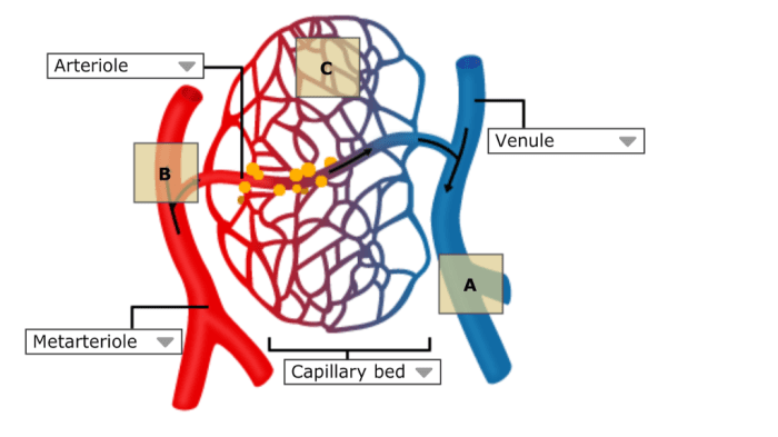 Blood vessels tunica layers structure artery membrane anatomy vessel endothelium arteries capillary vein layer intima externa basement endothelial bed antranik