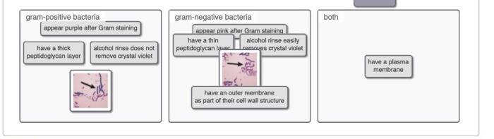 Classify each statement or picture as applying to gram-positive bacteria