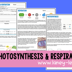 Photosynthesis biointeractive answer key pdf