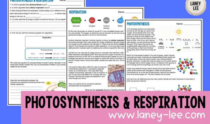 Photosynthesis biointeractive answer key pdf