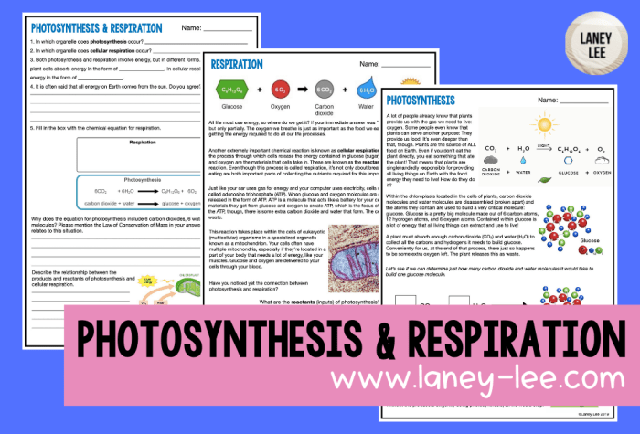 Photosynthesis biointeractive answer key pdf