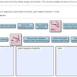 Statement bacteria please correct place gram positive each negative both applying classify include two appropriate drag bin item