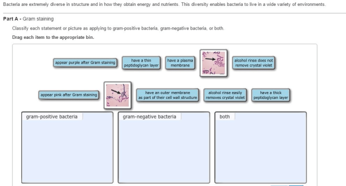 Statement bacteria please correct place gram positive each negative both applying classify include two appropriate drag bin item